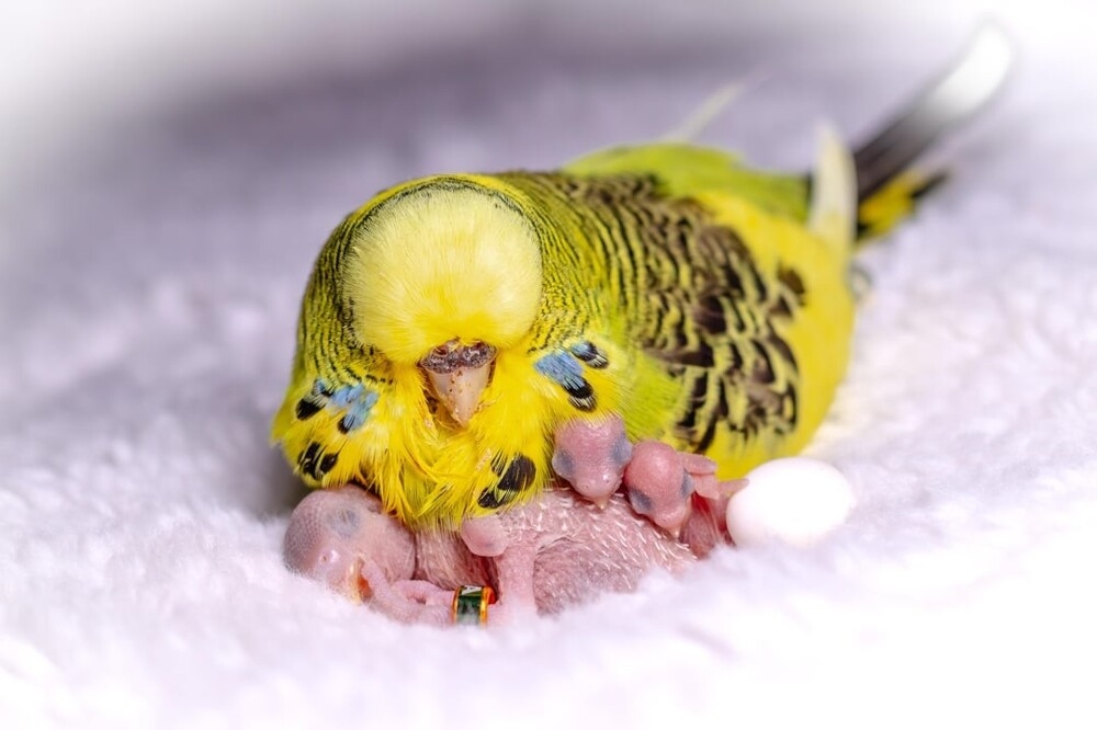 
        30&nbsp;снимков, доказывающих, что&nbsp;мимимишность спасёт мир    