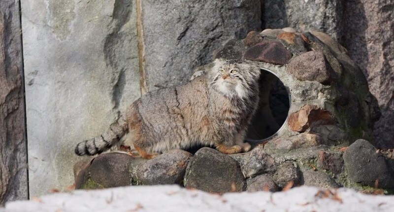 Манул Тимофей начал летнюю разжировку
Манул Тимофей начал летнюю разжировку