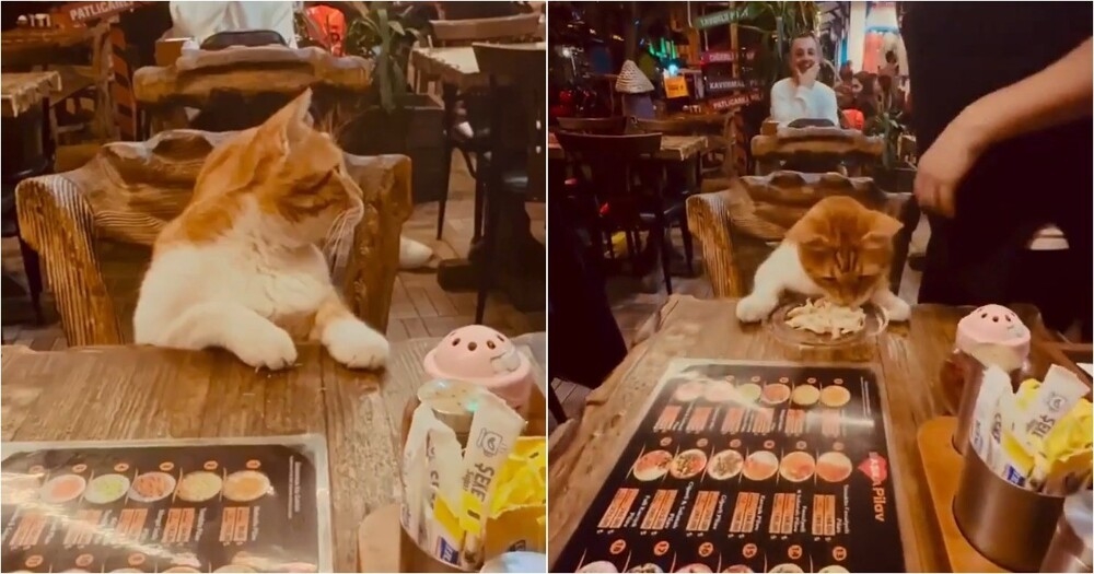 
        В&nbsp;Стамбуле кошки &mdash; полноправные посетители баров и&nbsp;ресторанов    