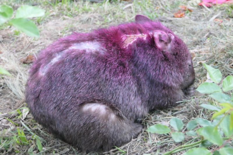 
        Вомбат: драки, шрамы, захват имущества    