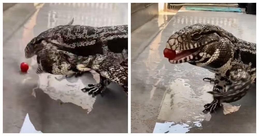 
        Ящерица пытается съесть помидорку    