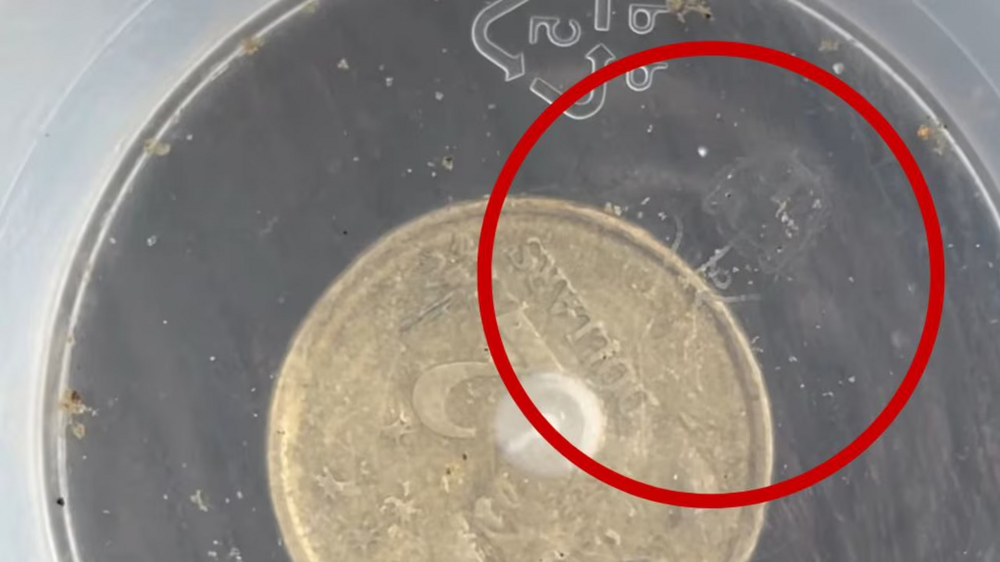 
        Медуза Ируканджи: её&nbsp;укус вызывает сумасшествие    