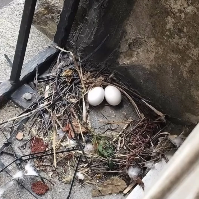 Как голуби строят свои гнезда: (7 фото + видео)