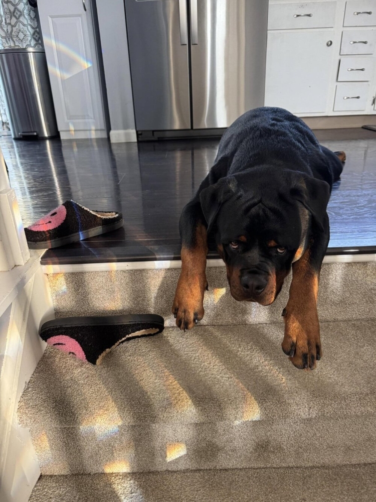 30 очаровательных пакостников, которые знают толк в дизайне и перепланировке
30 очаровательных пакостников, которые знают толк в дизайне и перепланировке