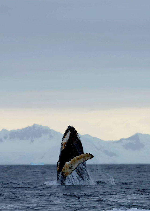 Фёдор Конюхов завершил 4‑месячную одиночную экспедицию в Антарктиде (7 фото + видео)