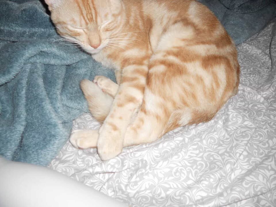 
        Опасные когти: кот&nbsp;чуть не&nbsp;лишил хозяйку зрения    