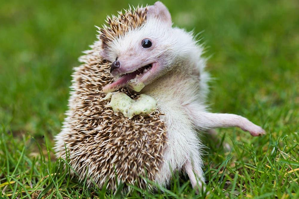 
        Почему сигареты, спирт и&nbsp;духи сводят ежей с&nbsp;ума?    