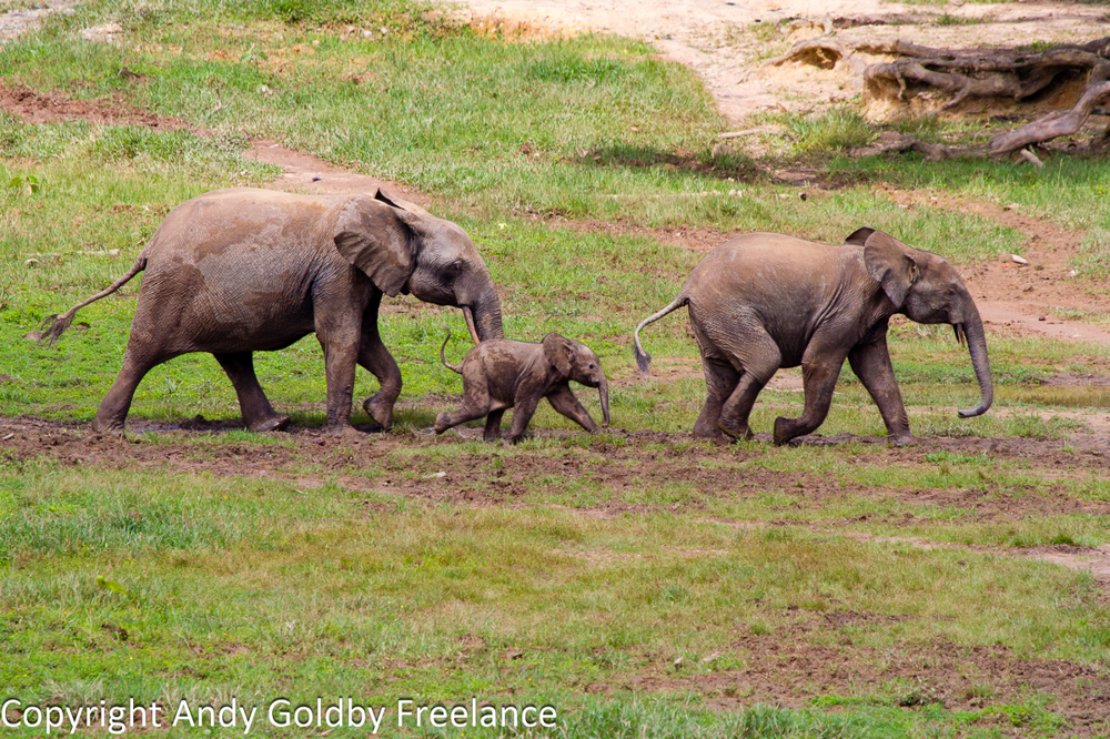 Лесной слон
Лесной слон