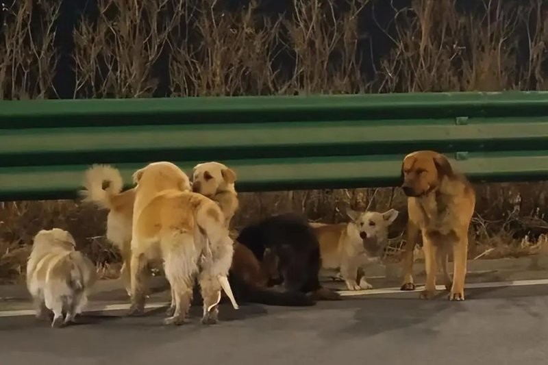 В Китае 7 украденных собак сбежали от похитителей и вернулись к хозяину
В Китае 7 украденных собак сбежали от похитителей и вернулись к хозяину