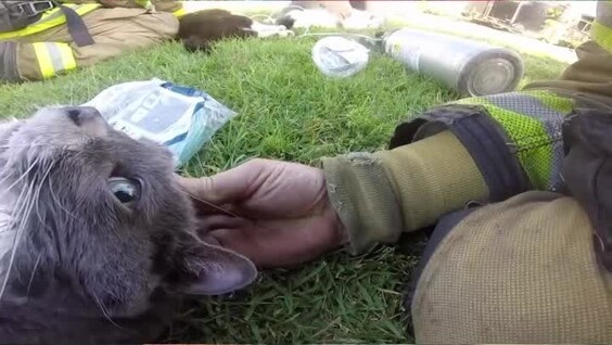 Пожарные спасли четырёх кошек из горящей квартиры
Пожарные спасли четырёх кошек из горящей квартиры