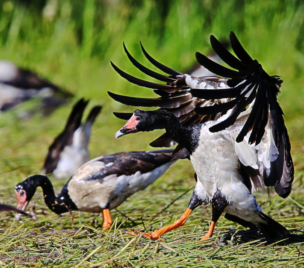 
        Сорока-гусь: как&nbsp;гаремные семьи помогли выжить?    