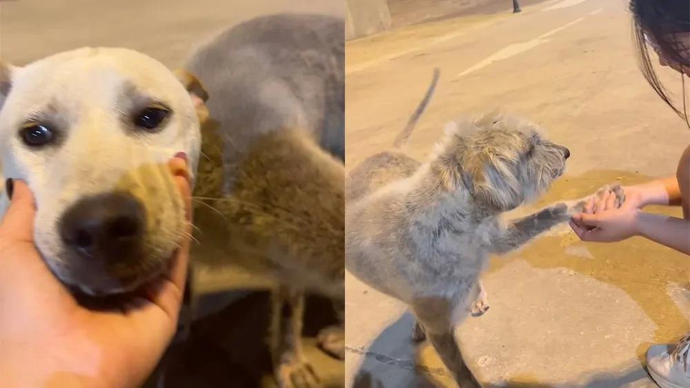 
        Настоящее удовольствие для&nbsp;хвостатого друга    