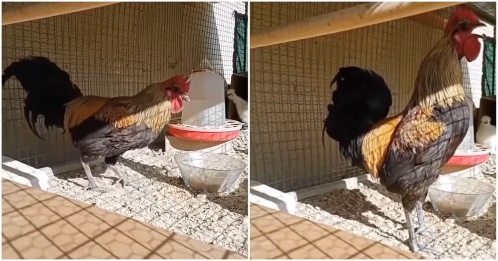 Петух перестарался
Петух перестарался