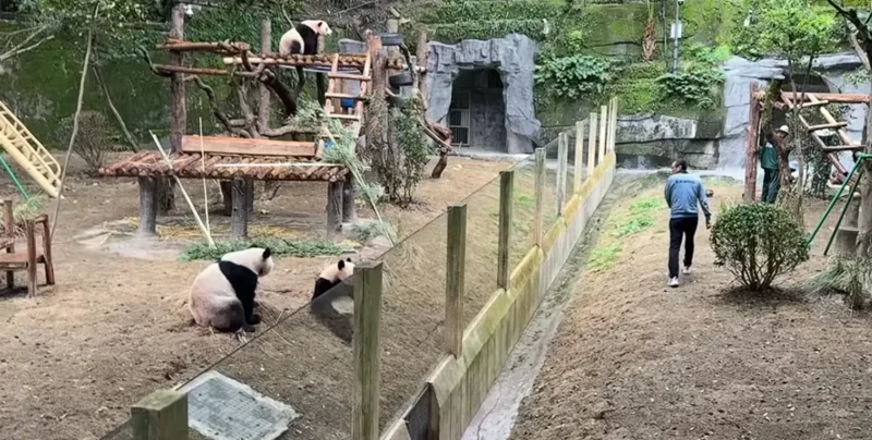 
        Панды в&nbsp;Чунцине повторили жест сотрудника    