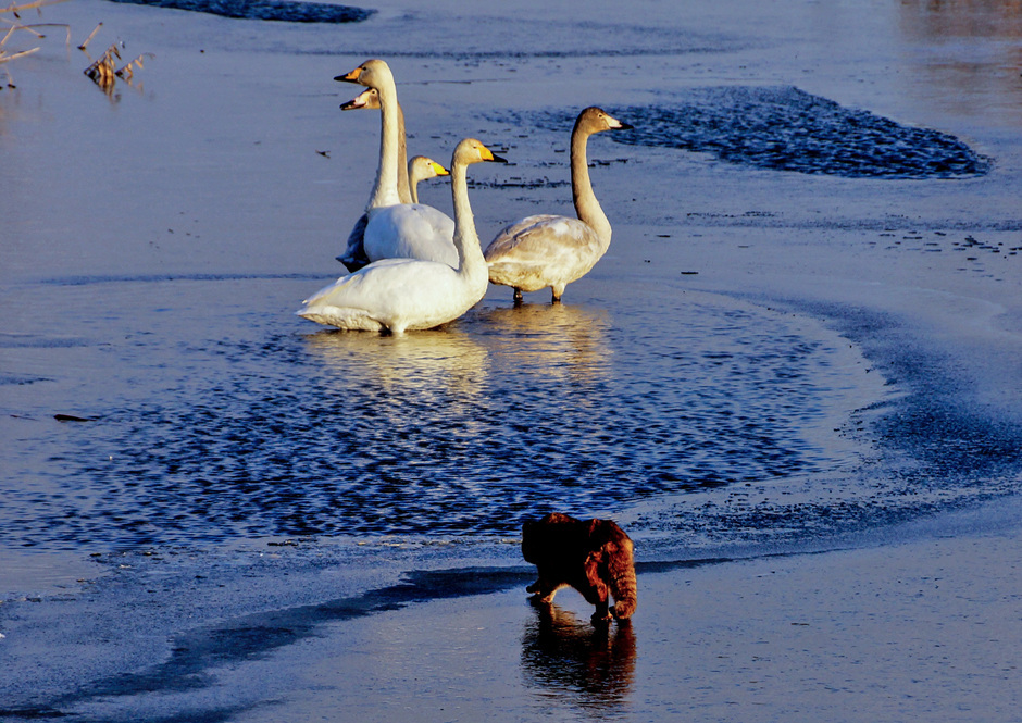 
        Амурский лесной кот: готов к&nbsp;охоте даже на&nbsp;копытных    