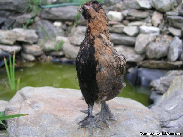 Половина женская, половина мужская: самая странная мутация птиц и не только
Половина женская, половина мужская: самая странная мутация птиц и не только