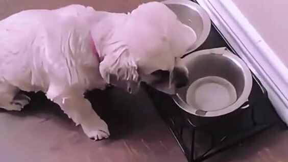 
        Чем&nbsp;меньше собака, тем&nbsp;больше агрессии    