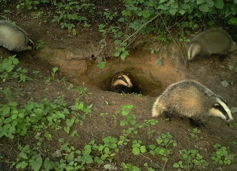 
        Барсук: единственный, кто&nbsp;выходит из&nbsp;спячки толстым и&nbsp;сытым, пока другие звери истощены    