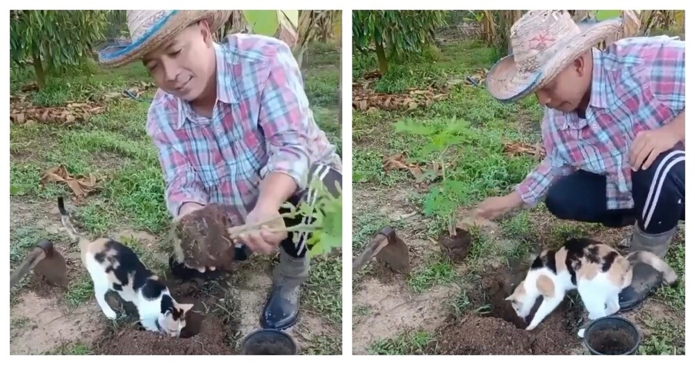 
        Кошка воспользовалась ямкой    