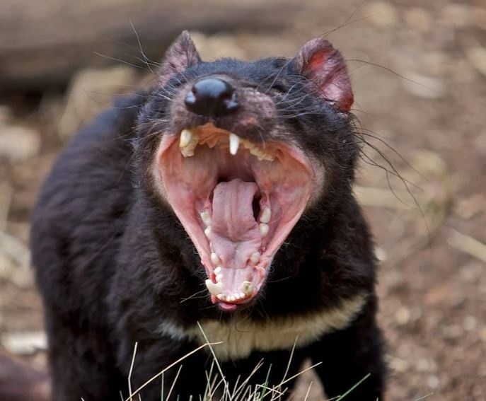 
        Тасманский дьявол: буйный хищник с&nbsp;кучей странностей    