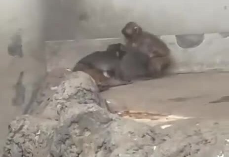 
        Малыш Панч защитил подружку    