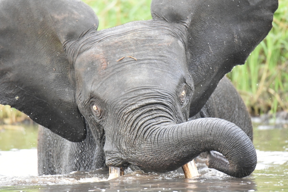 Лесной слон
Лесной слон