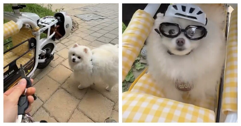 
        Электроскутер с&nbsp;местом для&nbsp;собаки    