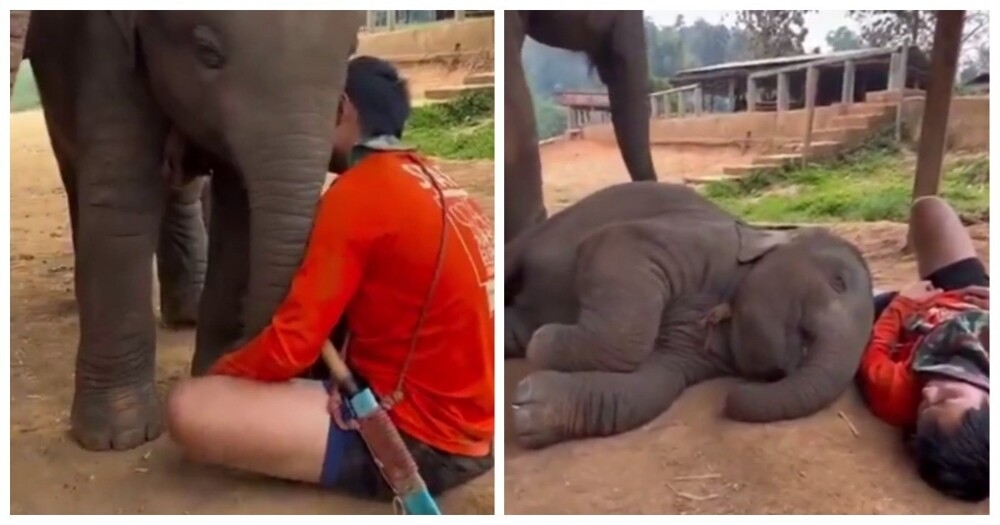 Колыбельная для слонёнка
Колыбельная для слонёнка