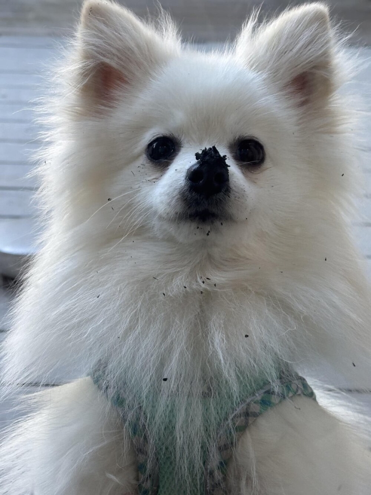 
        25&nbsp;фотороботов прелестных подозреваемых в&nbsp;совершении преступлений по&nbsp;уничтожению домашнего порядка    