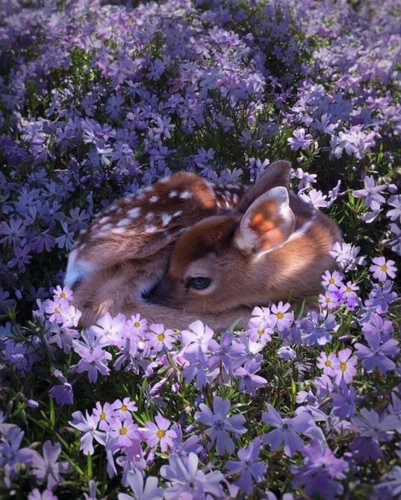 
        30&nbsp;снимков, доказывающих, что&nbsp;мимимишность спасёт мир    