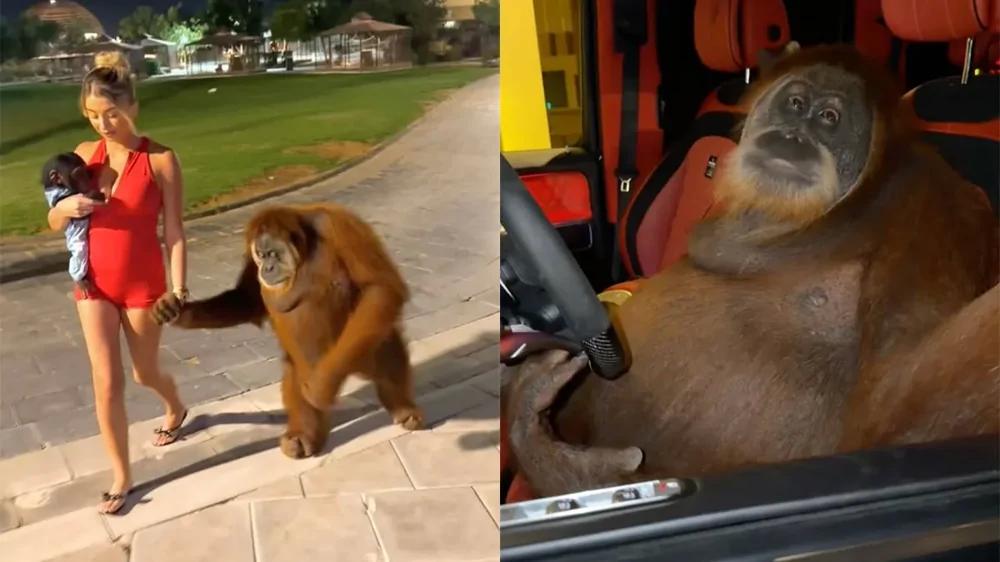 
        Необычная сцена в&nbsp;Дубае    