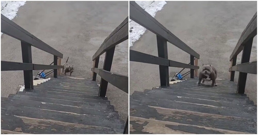 
        Суровый пёс&nbsp;и&nbsp;лестница    