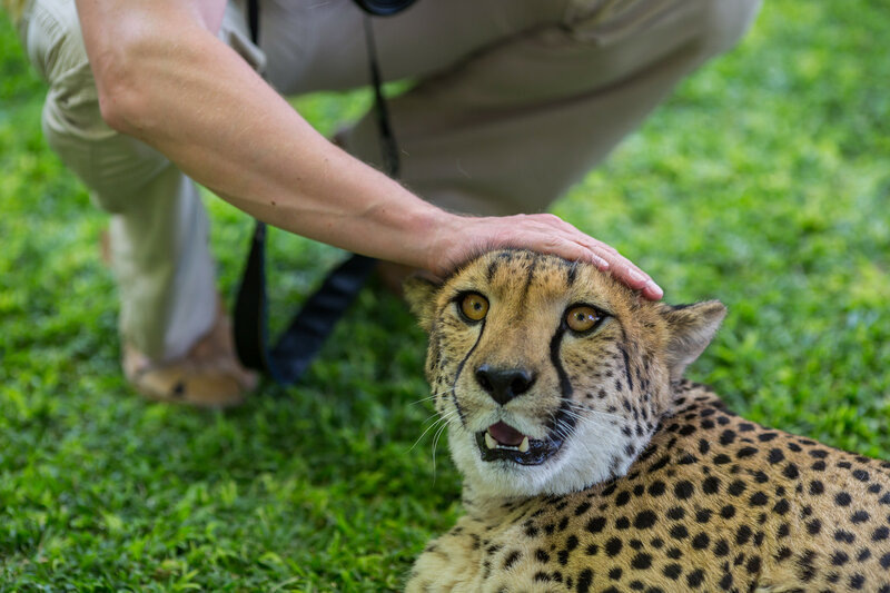 Добрый котик: почему гепарды никогда не нападают на человека?
Добрый котик: почему гепарды никогда не нападают на человека?