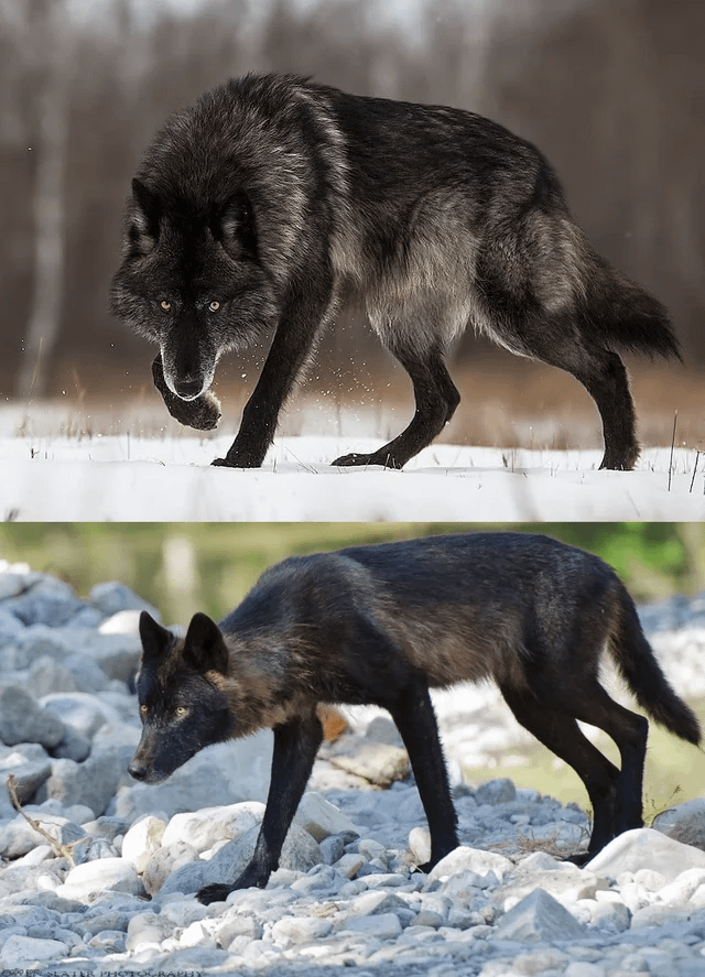 25 фотографий, после просмотра которых захочется купить палатку и уехать в лес
25 фотографий, после просмотра которых захочется купить палатку и уехать в лес