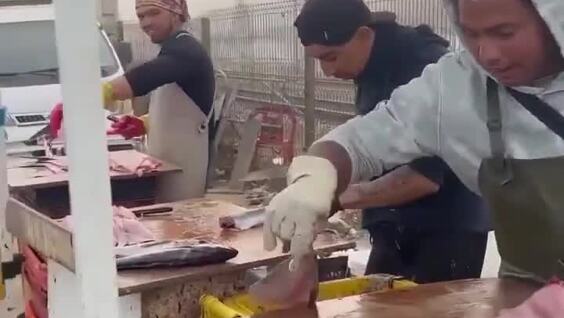 
        Вежливый морской лев&nbsp;приходит за&nbsp;рыбой каждый день    