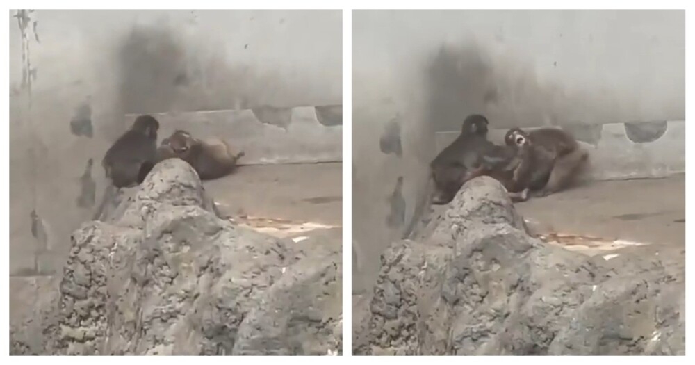 
        Малыш Панч защитил подружку    