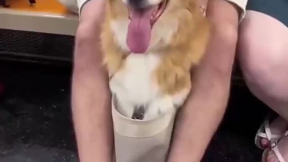 Американцы ловко обходят запрет на провоз собак в метро
Американцы ловко обходят запрет на провоз собак в метро