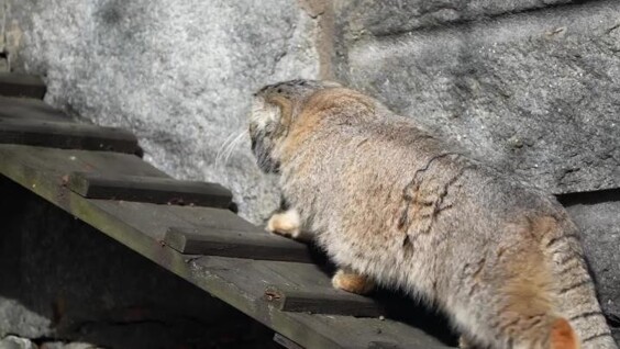 Манул Тимофей начал летнюю разжировку
Манул Тимофей начал летнюю разжировку