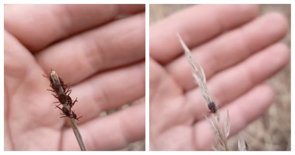 Клещи вышли на охоту
Клещи вышли на охоту