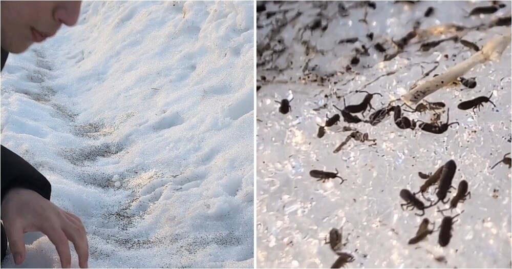 
        Почему на&nbsp;снегу появляются &laquo;снежные блохи&raquo;: что&nbsp;это&nbsp;за&nbsp;странные насекомые    