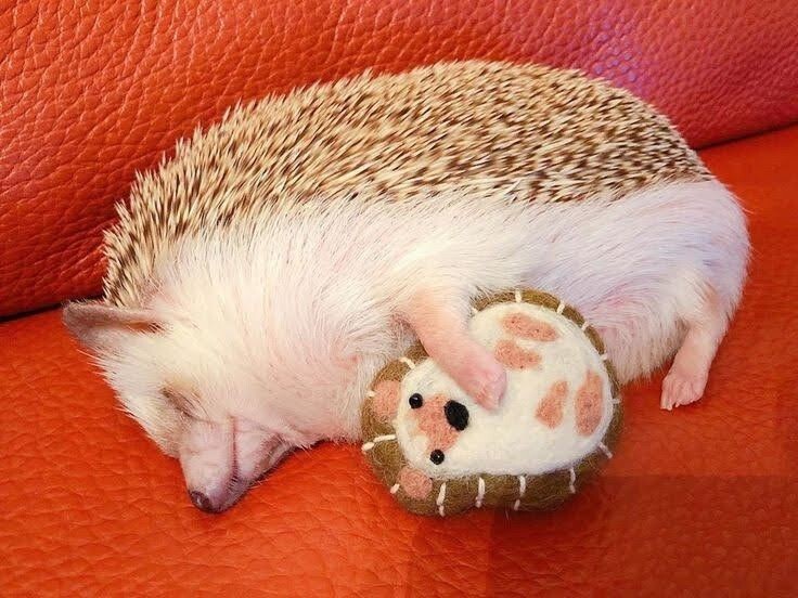 
        30&nbsp;снимков, доказывающих, что&nbsp;мимимишность спасёт мир    