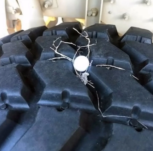 Как голуби строят свои гнезда: (7 фото + видео)