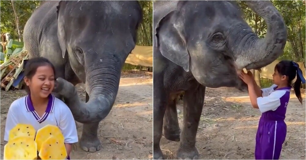 
        Маленькая певица и&nbsp;большой друг: слон благодарит девочку за&nbsp;вкусняшки и&nbsp;песню    