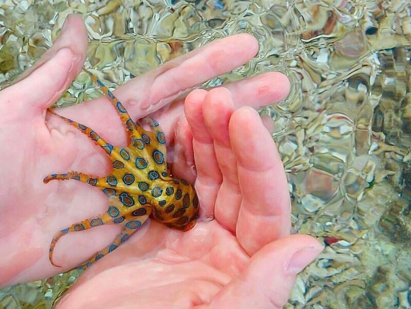 
        Синекольчатый осьминог: его&nbsp;яда&nbsp;хватит на&nbsp;30&nbsp;человек!    