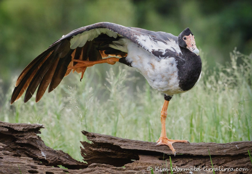 
        Сорока-гусь: как&nbsp;гаремные семьи помогли выжить?    