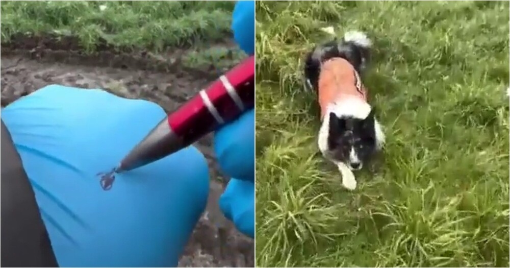 Бордер-колли в действии: как служебная собака находит вещи по запаху
Бордер-колли в действии: как служебная собака находит вещи по запаху