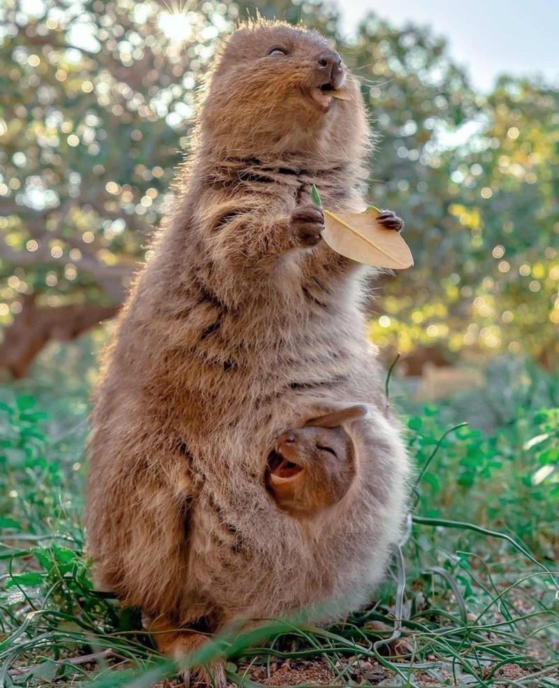 
        30&nbsp;снимков, доказывающих, что&nbsp;мимимишность спасёт мир    