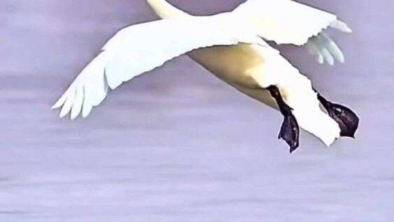 Лебеди показали одну из самых эффектных техник посадки на воду
Лебеди показали одну из самых эффектных техник посадки на воду