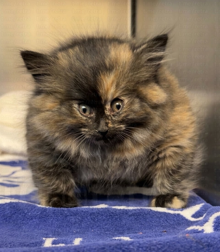 
        Калифорнийский котёнок &laquo;надулся, как&nbsp;шарик&raquo; из-за повреждения трахеи    