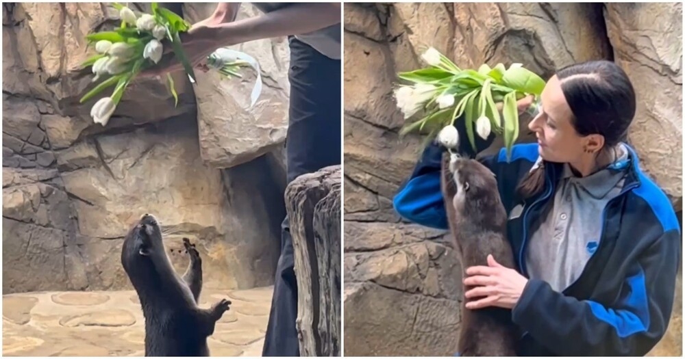 
        Выдры радуются тюльпанам    